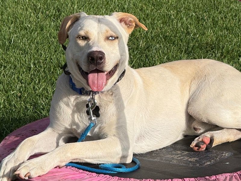 Husky 1 year 2 months old male large named Koda for adoption in Contra Costa County, California | Petmeetly