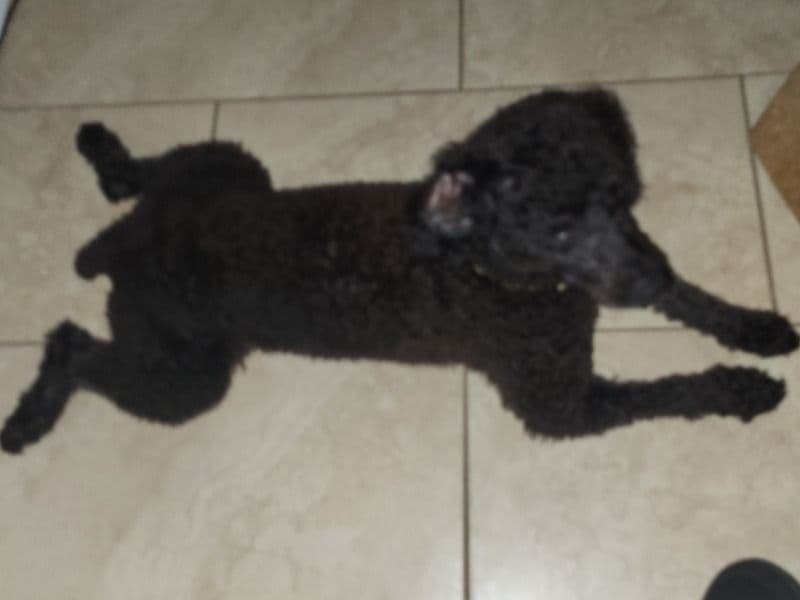 Poodle 1 year 4 months old male small named Billionaire for breeding in Harris County, Texas | Petmeetly