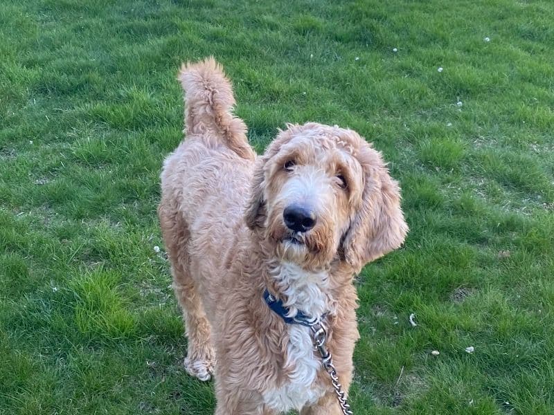 Goldendoodle 4 years 4 months old male medium named Bentley for breeding in Clark County, Nevada | Petmeetly