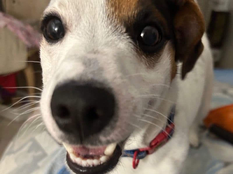 Jack Russell Terrier 2 years old male small named Mateo for sale in Broward County, Florida | Petmeetly