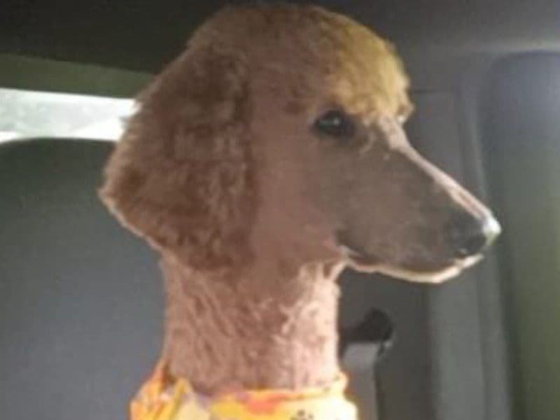 Standard Poodle 3 years 5 months old male large named Simba for breeding in Hillsborough County, Florida | Petmeetly