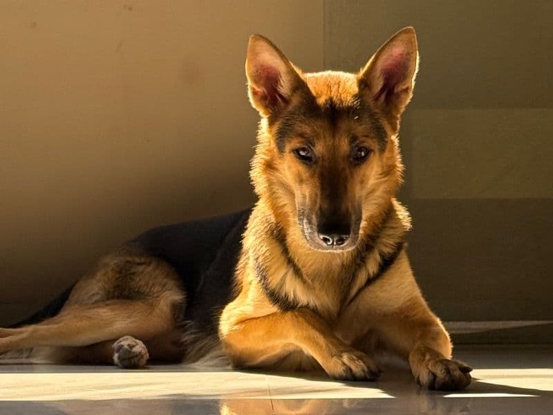 German Shepherd 5 years old male large named Taurus for breeding in Raipur Division, Chhattisgarh | Petmeetly