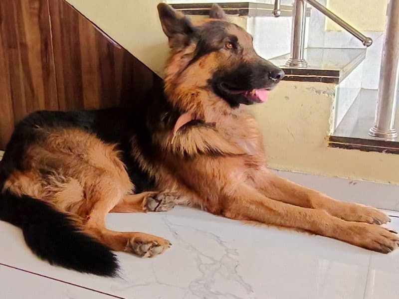 Black German Shepherd 3 years 7 months old male large named Mailo for breeding in Abrama, Gujarat | Petmeetly