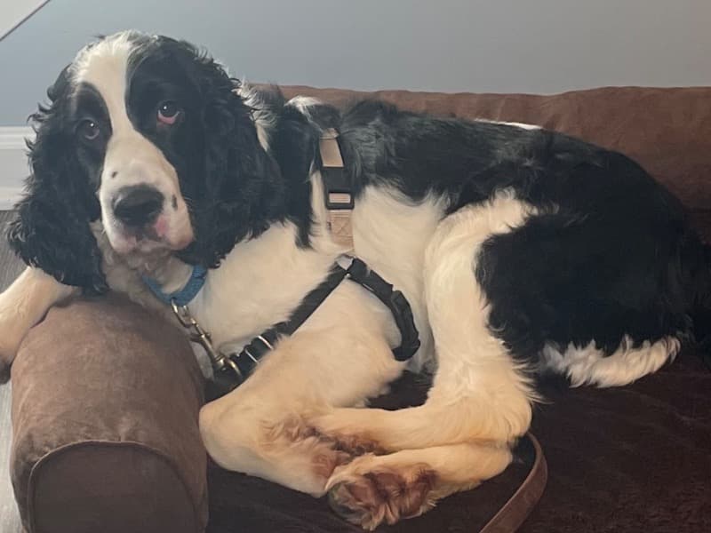 Buddy primary photo