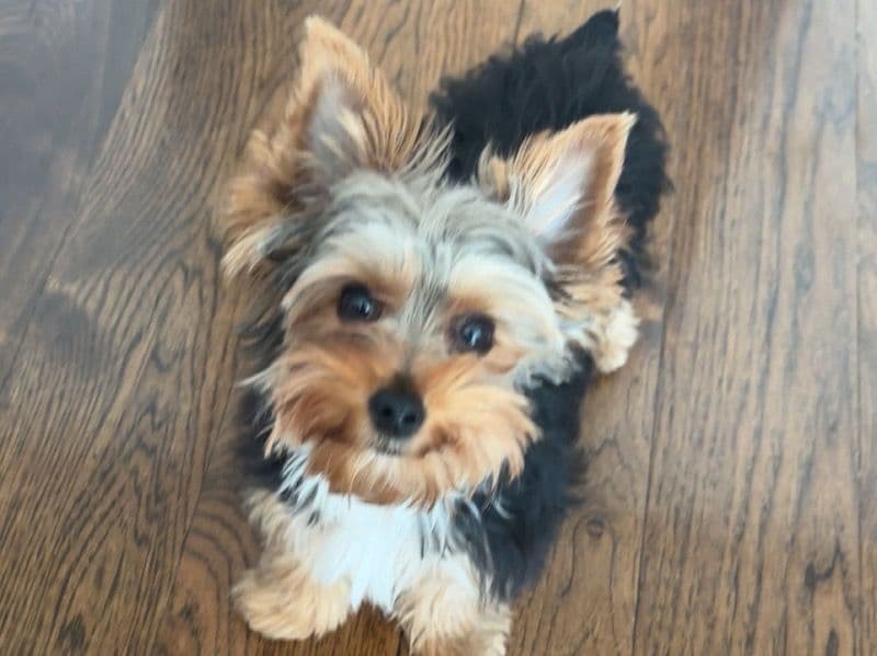 Teacup Yorkshire Terrier 1 year old male small named Louie for breeding in Rockland County, New York | Petmeetly
