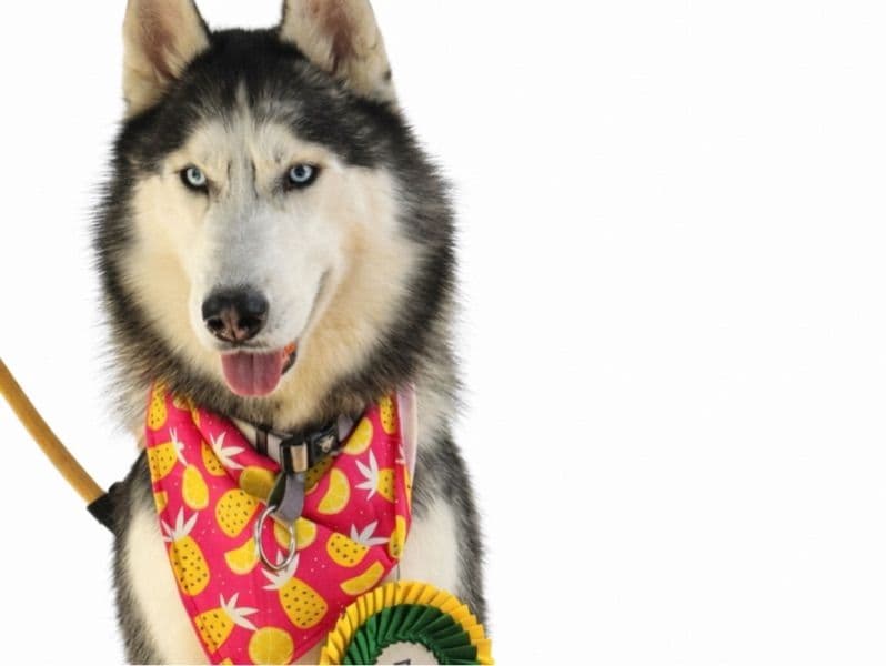 Siberian Husky 5 years old male medium named Oreo for breeding in Bangalore Division, Karnataka | Petmeetly