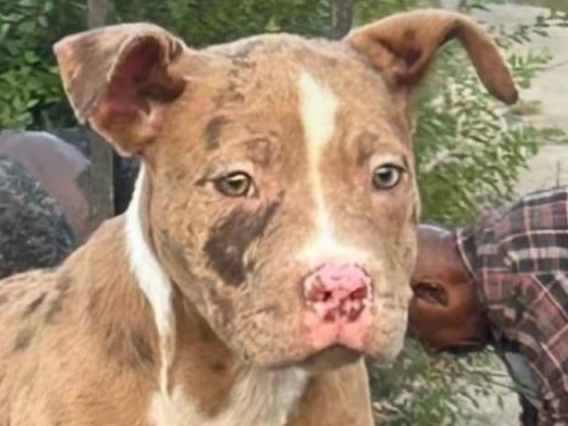 American Bully 1 year 7 months old male medium named Saint for breeding in Cook County, Illinois | Petmeetly