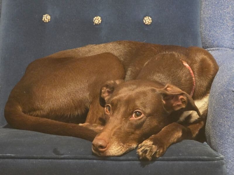 Whippet 4 years old female medium named Coco for breeding in Buckinghamshire, England | Petmeetly