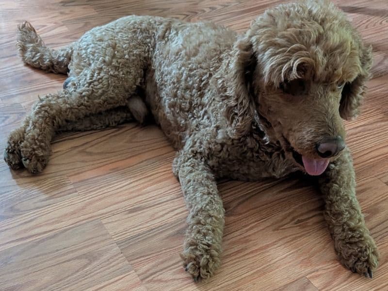 Goldendoodle 8 years 11 months old male medium named Bear for breeding in Shasta County, California | Petmeetly