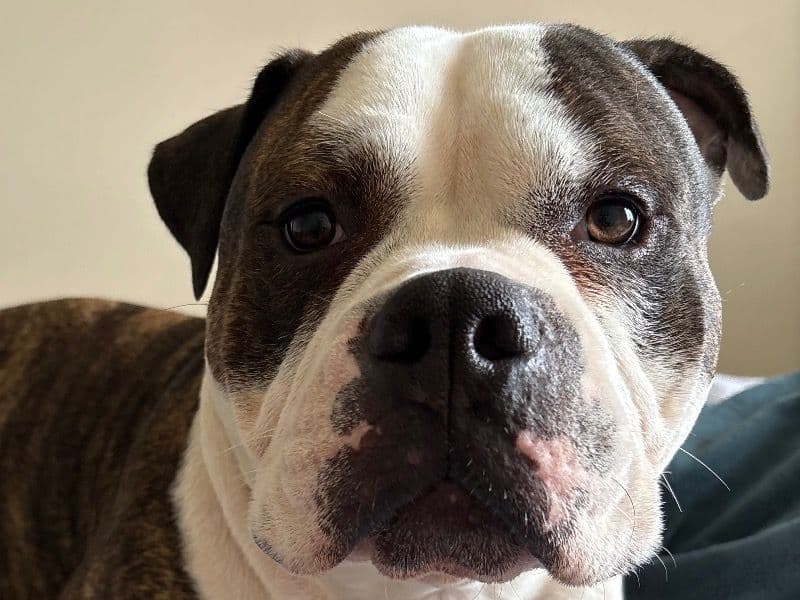 American Bulldog 2 years 5 months old male medium named Cujo for sale in Durham County, North Carolina | Petmeetly