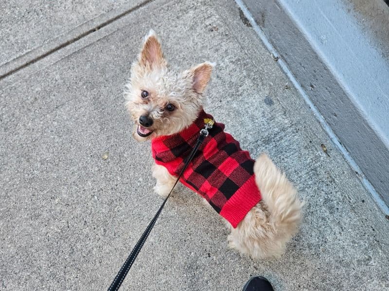 Shorkie 2 years 10 months old male medium named Javey for sale in New York County, New York | Petmeetly