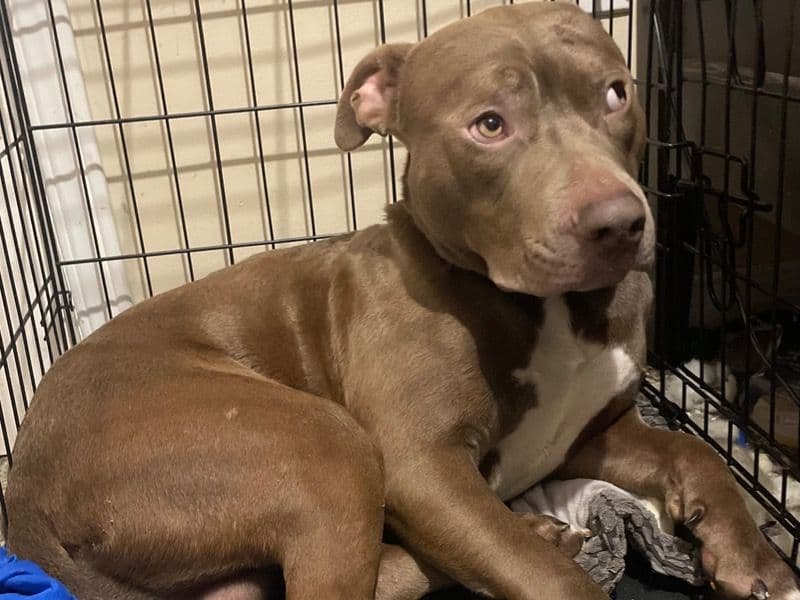 Rednose Pitbull Terrier 9 months old male medium named Titan for sale in Greater Sudbury, Ontario | Petmeetly