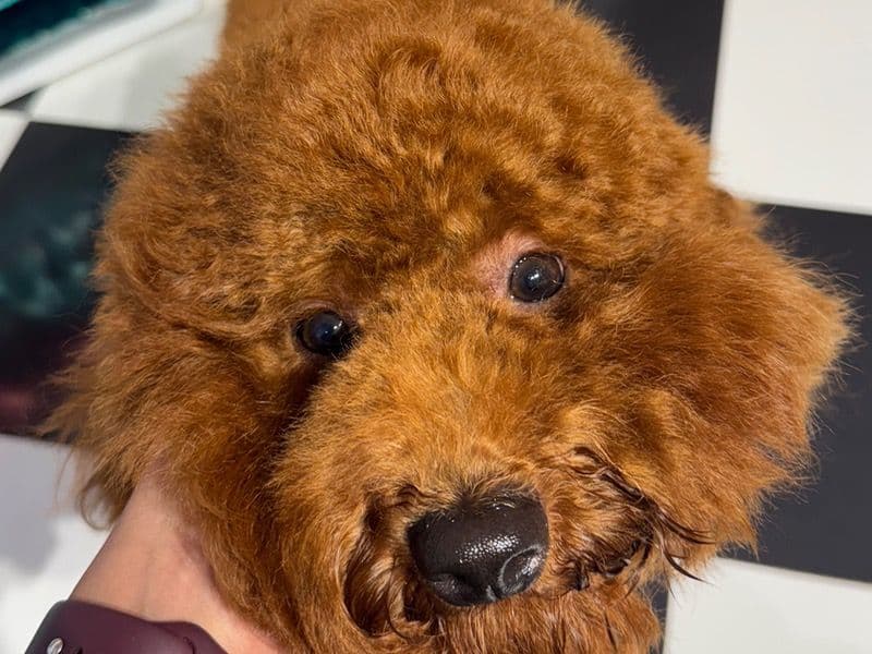 Miniature Poodle 1 year 4 months old male small named Milo for breeding in Pune Division, Maharashtra | Petmeetly