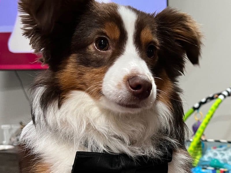 Miniature American Shepherd 1 year 5 months old male medium named Smoky for breeding in Franklin County, Ohio | Petmeetly