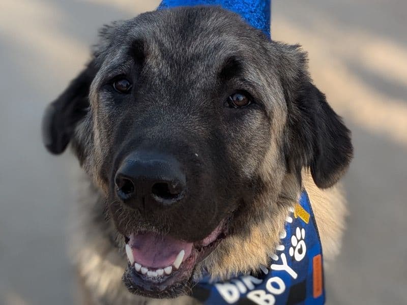 Caucasian Shepherd Dog 1 year 9 months old male extra large named Koda for adoption in Philadelphia County, Pennsylvania | Petmeetly