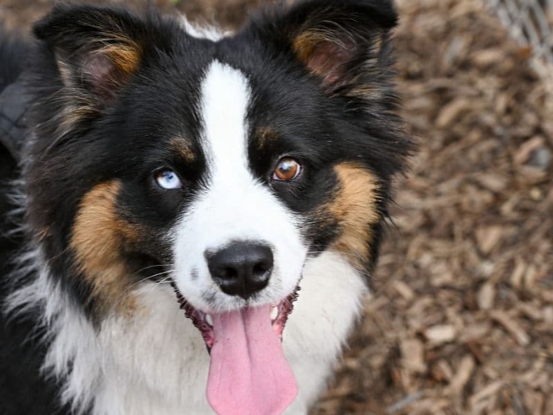 Miniature Australian Shepherd 8 months old male medium named Valentino for breeding in New York, New York | Petmeetly
