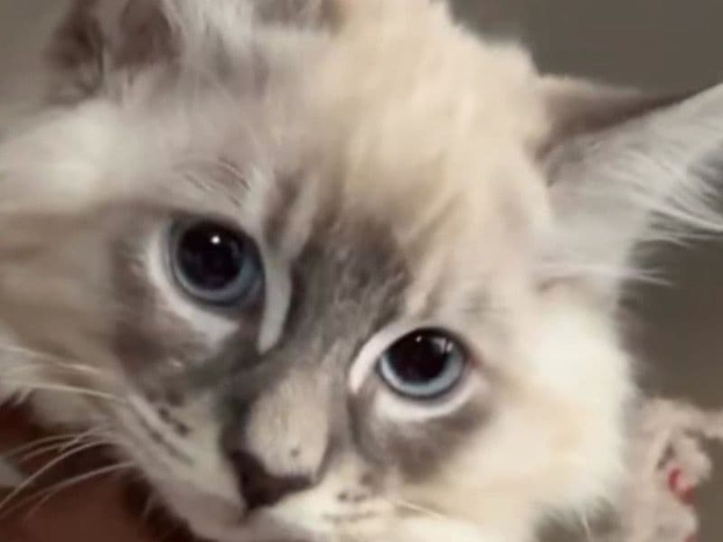 Ragdoll 3 months old female named Winter for sale in San Diego County, California | Petmeetly