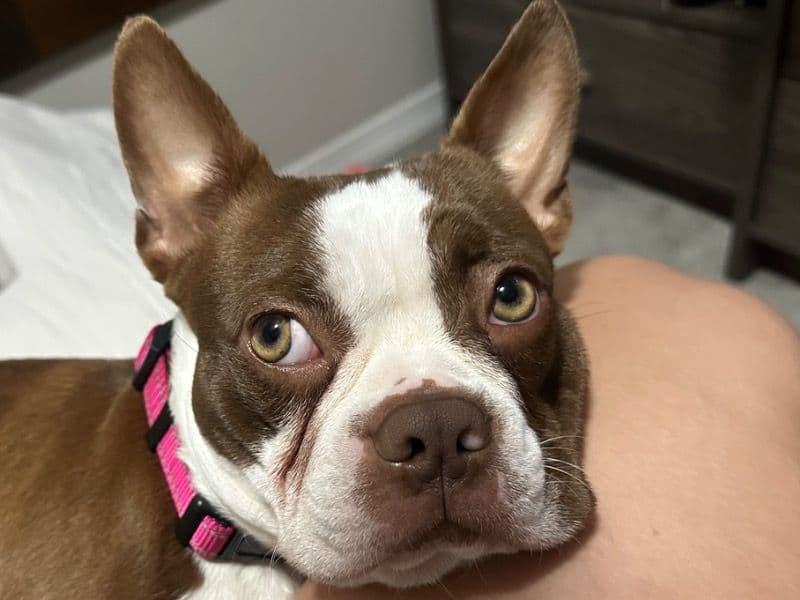 Boston Terrier 1 year 7 months old female medium named Nala for breeding in Condado de Collier, Florida | Petmeetly