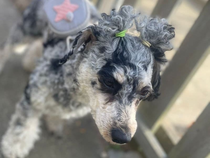 Poochon 3 years old female medium named Roseie for breeding in Southend-on-Sea, England | Petmeetly