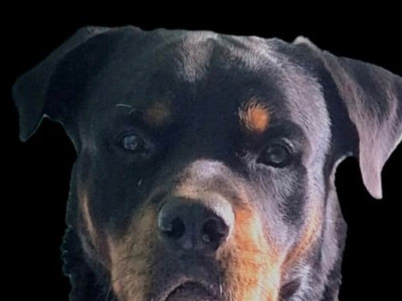 Rottweiler 2 years 9 months old male large named Duke for breeding in Coimbatore, Tamil Nadu | Petmeetly