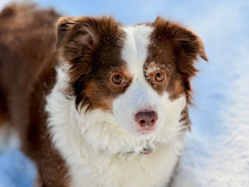 Miniature Australian Shepherd 5 years 8 months old male small named Charlie for breeding in Franklin County, Ohio | Petmeetly