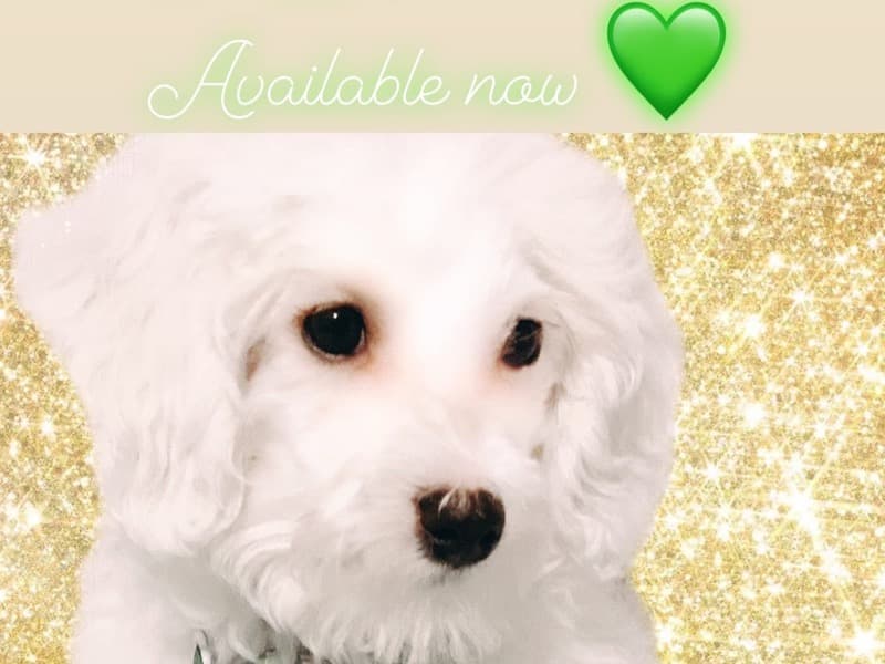 Benny primary photo