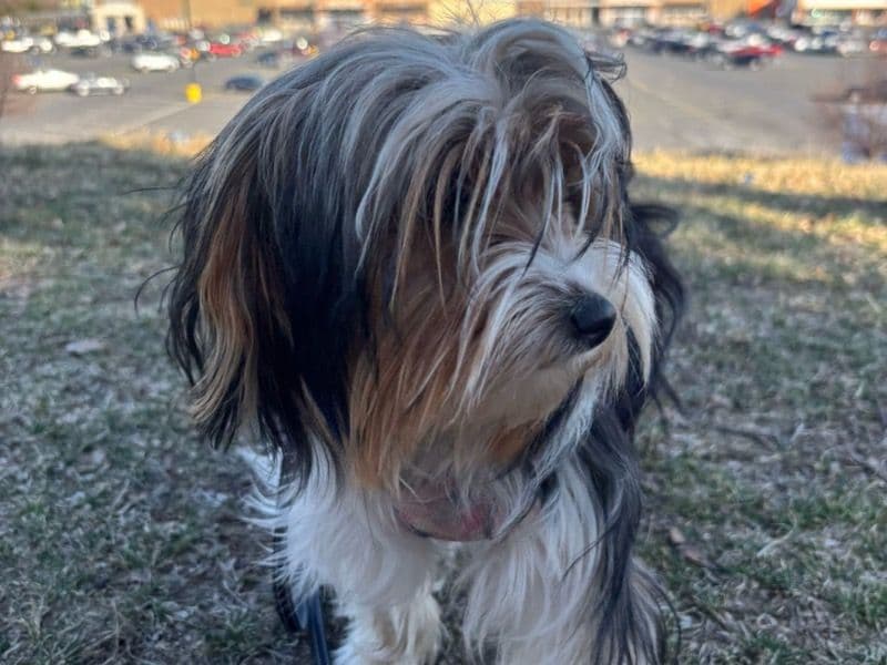 Trixie primary photo