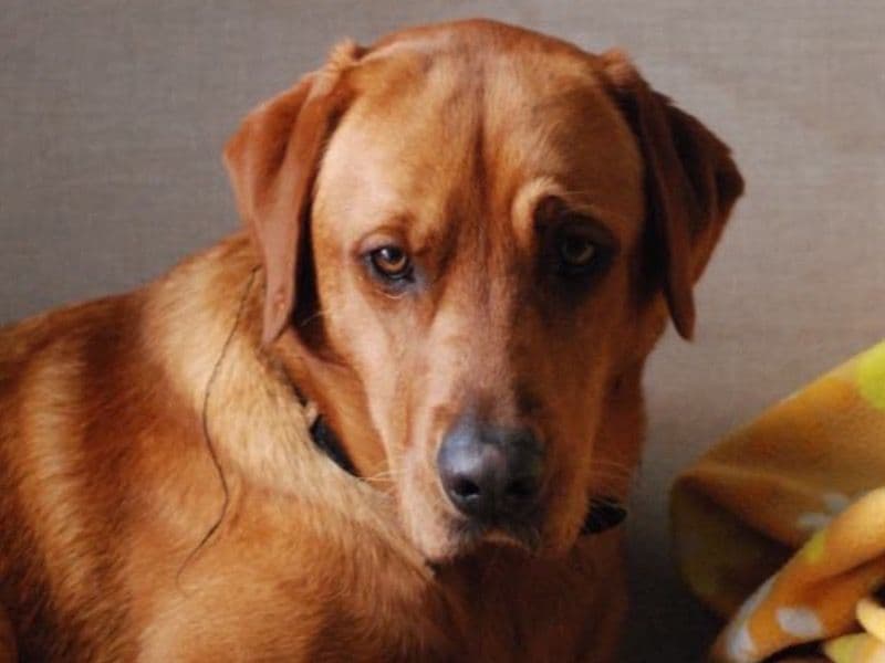 Fox Red Labrador 2 years 5 months old male medium named Rory for breeding in Surrey, England | Petmeetly