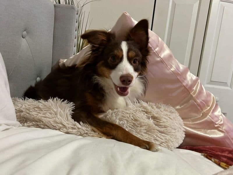 Lucky Bear primary photo