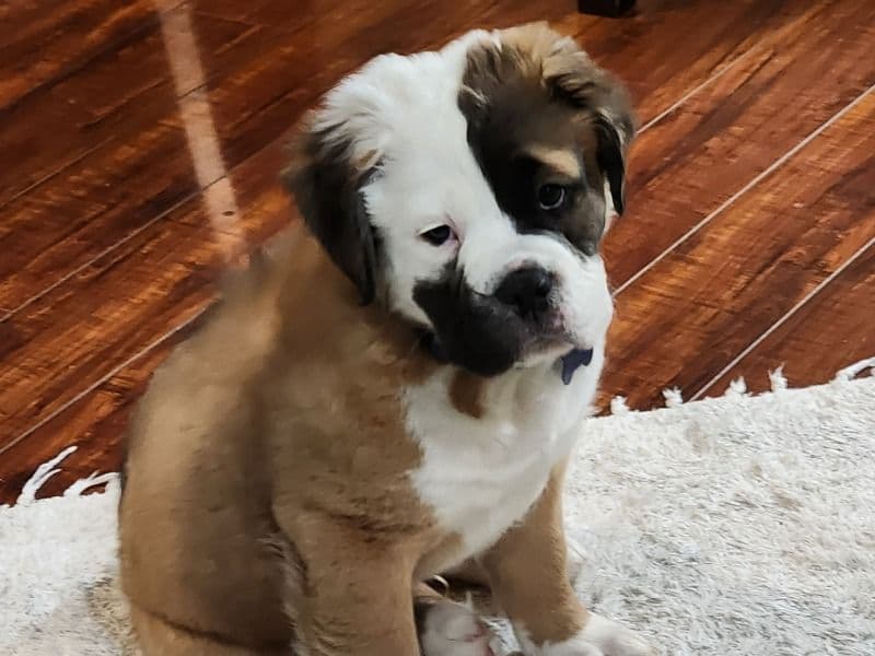 Old English Bulldog 1 year 4 months old male medium named Enzo for breeding in Montgomery County, Texas | Petmeetly