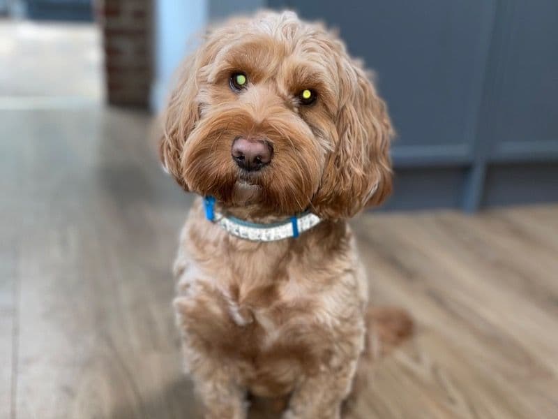 Milo primary photo