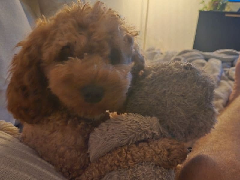 Cavoodle 2 years 5 months old female medium named Buttons for breeding in Albury City Council, New South Wales | Petmeetly