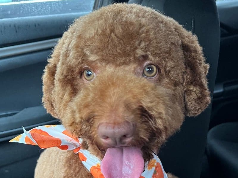 Goldendoodle 1 year 5 months old male medium named Bruno for breeding in Westchester County, New York | Petmeetly