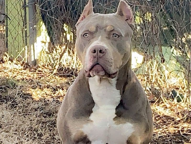 Rollie primary photo