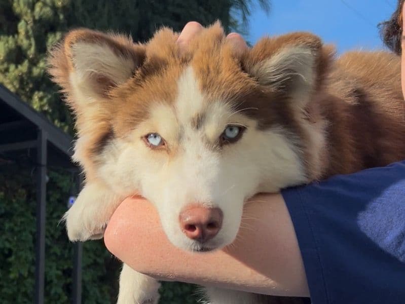Husky 7 months old female medium named Khaleesi for sale in Orange County, California | Petmeetly