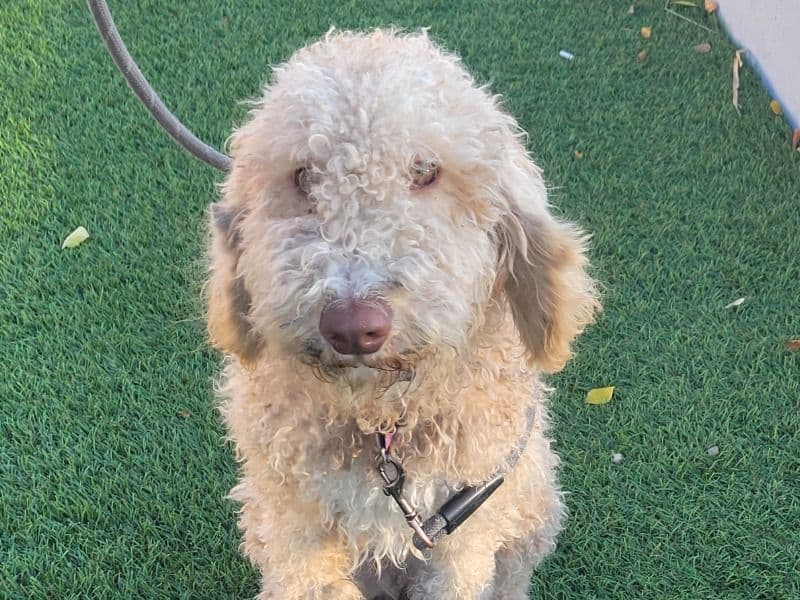 Labradoodle 1 year 2 months old female medium named Leeloo for sale in Salt Lake County, Utah | Petmeetly
