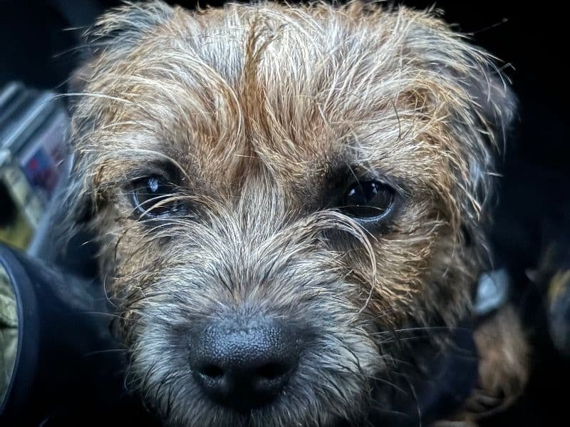 Border Terrier 1 year 10 months old male small named Chuggy for breeding in Glasgow City, Scotland | Petmeetly