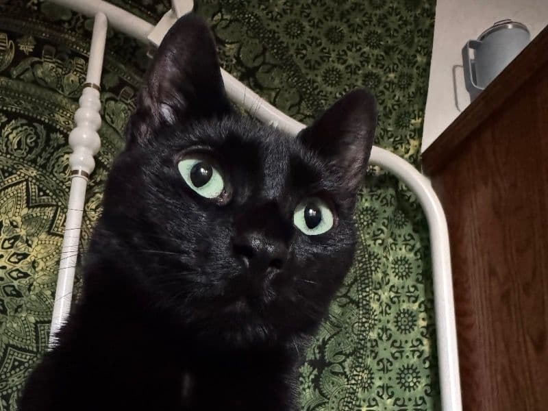 Tezcat primary photo