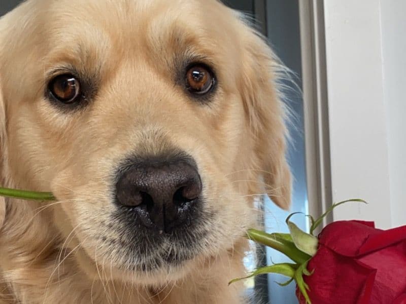 Golden Retriever 11 years 4 months old male medium named Sunny for breeding in Mornington Peninsula Shire, Victoria | Petmeetly
