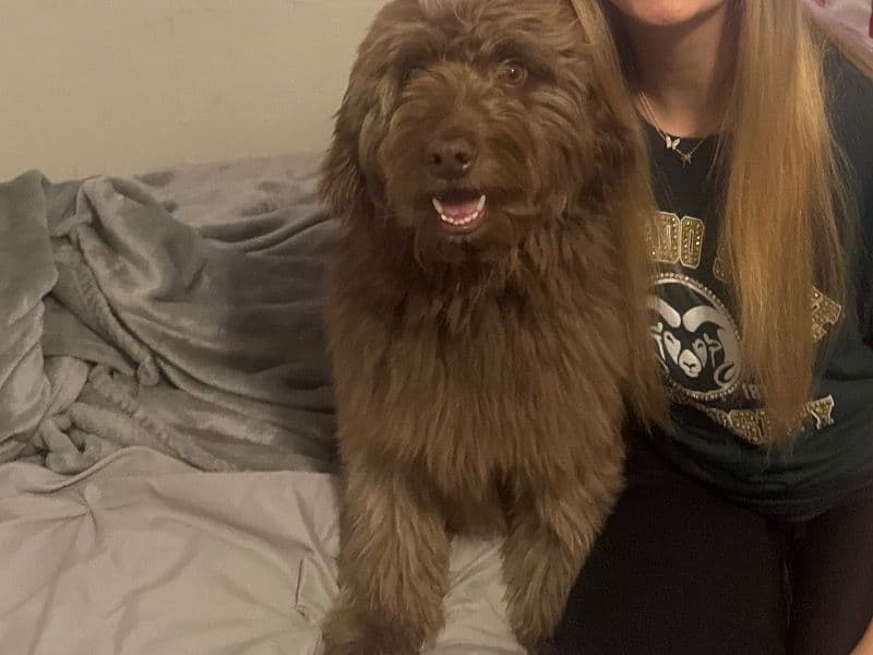 Mini Labradoodle 4 years old male medium named Ollie for breeding in Larimer County, Colorado | Petmeetly