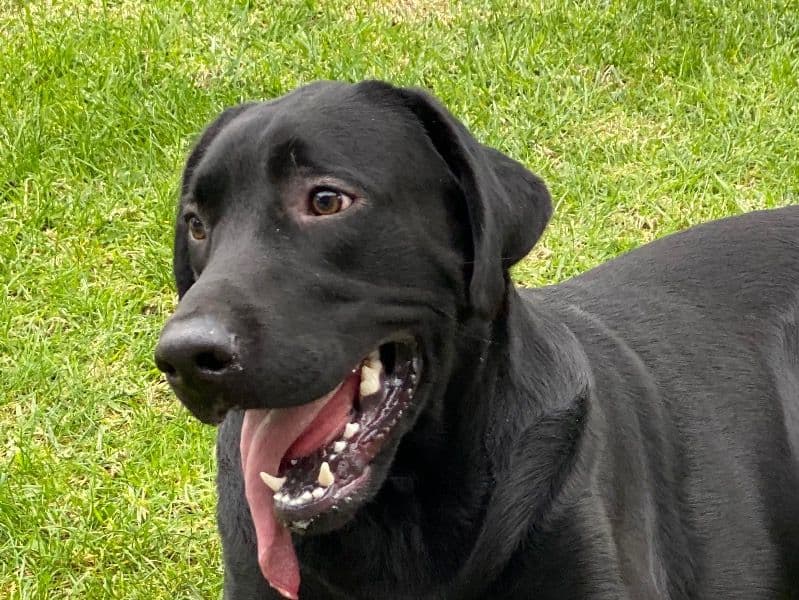 Labrador Retriever 7 years 2 months old male large named Bear for breeding in Riverside County, California | Petmeetly