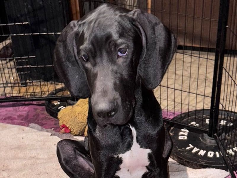 Great Dane 7 months old male medium named Little T for sale in Spokane County, Washington | Petmeetly