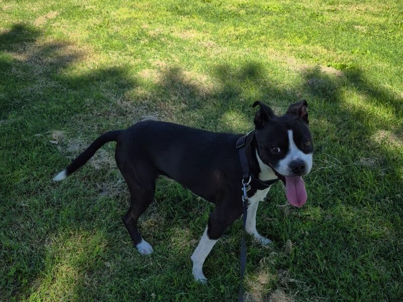 Boston Boxer 4 years 3 months old male medium named Buddy for breeding in Bernalillo County, New Mexico | Petmeetly