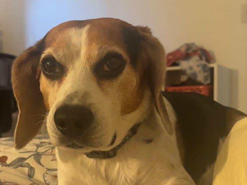 Bagel primary photo