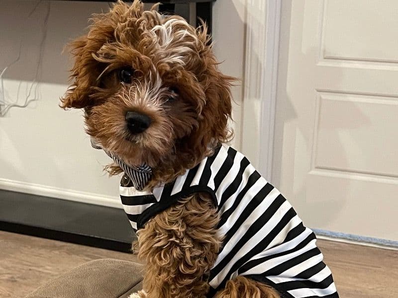 Cavapoo (Cavadoodle) 3 years 5 months old male small named Kingston for breeding in Shelby County, Tennessee | Petmeetly