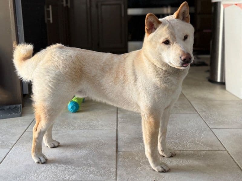 Shiba Inu 7 months old male medium named Yoshi for sale in Virginia Beach, Virginia | Petmeetly