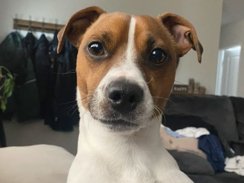 Jack Russell Terrier 3 years 4 months old male small named Bruno for breeding in Suffolk County, New York | Petmeetly