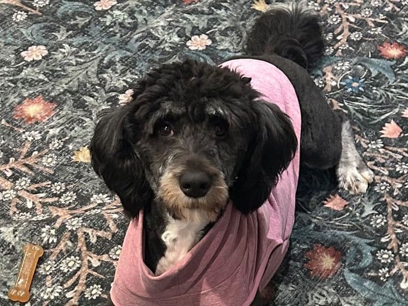 Bernedoodle 1 year 1 month old female medium named Shelby for breeding in Monterey County, California | Petmeetly