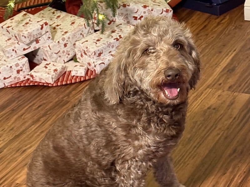 Border Collie 3 years old female medium named Coco for breeding in Dare County, North Carolina | Petmeetly