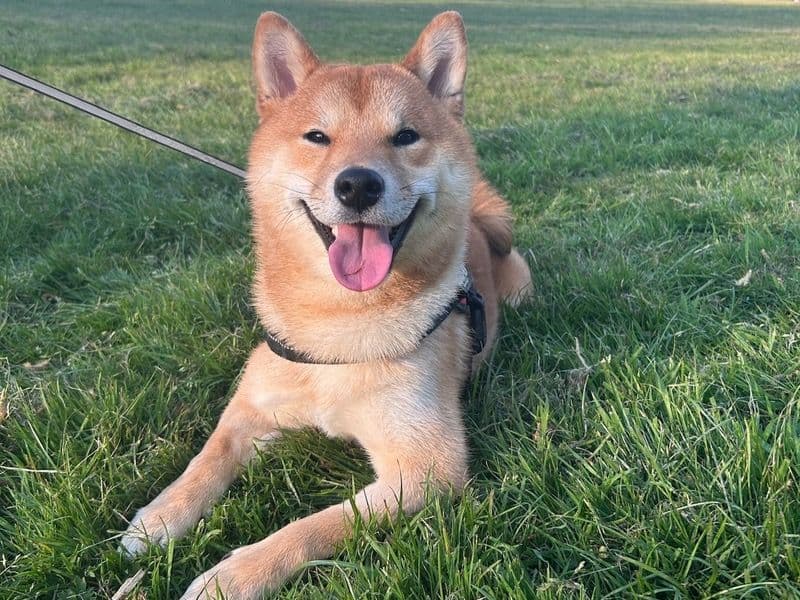 Shiro primary photo